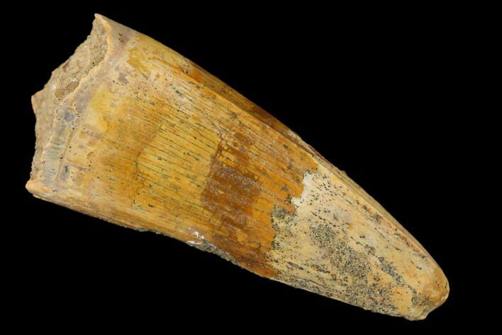 Cretaceous Fossil Crocodile Tooth - Morocco #159140